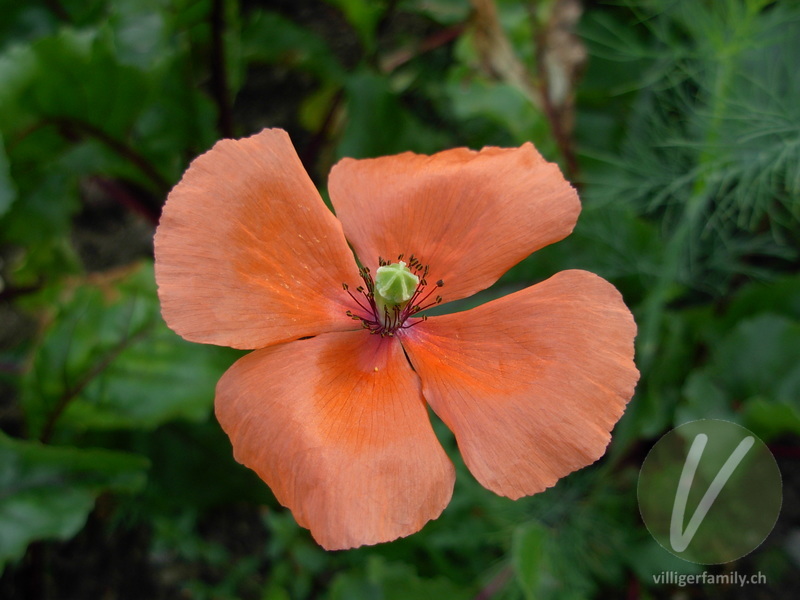 Gewöhnlicher Saat-Mohn: Übersicht